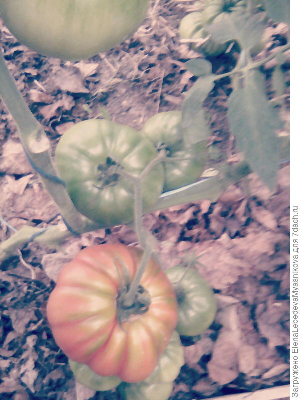 Томат Сарра