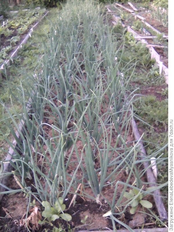 Лук наливается