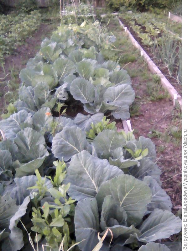 Капуста Мегатонн