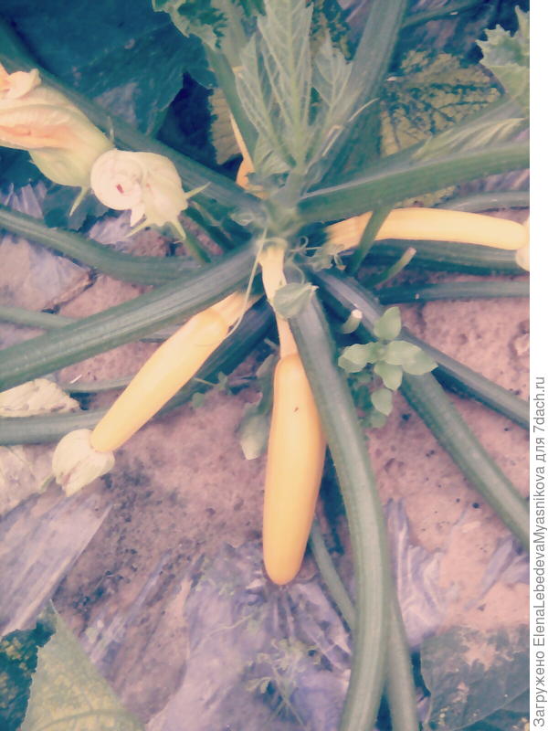 Через пару дней кабачок будем дегустировать