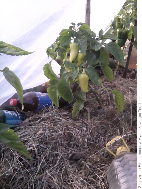 Перцы под пленкой уже две недели угощают нас сочными плодами.