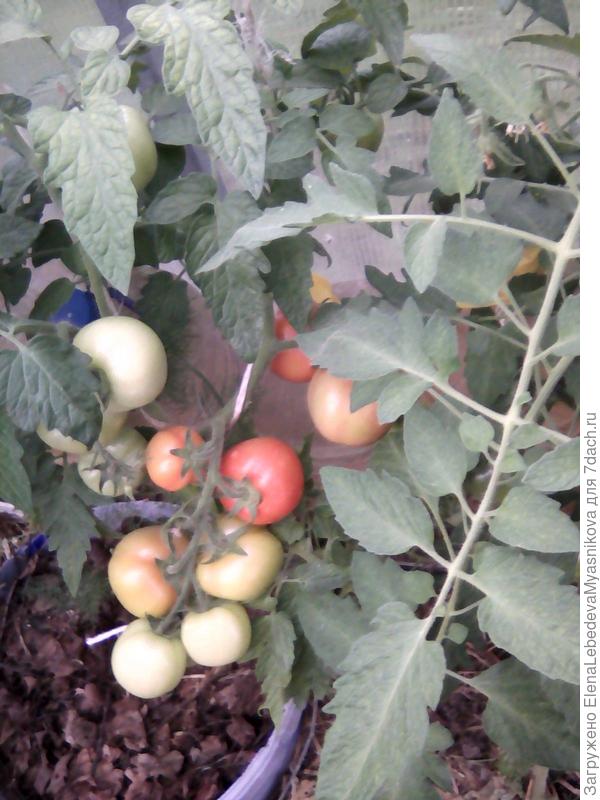 Сорт Санька