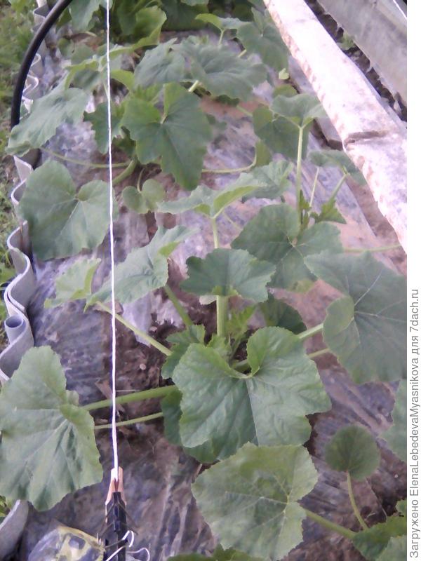 Патиссоны на пленке.