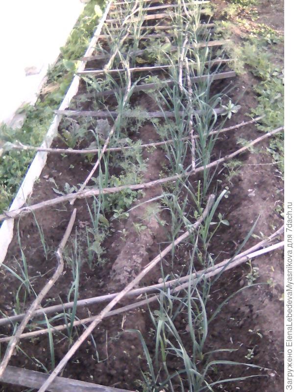 Порей с палками от кошек