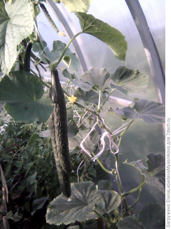 Изумрудный поток был готов к употреблению в конце мая