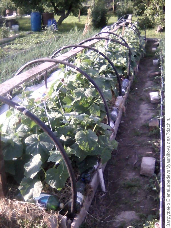 На Кураже уже корнишоны