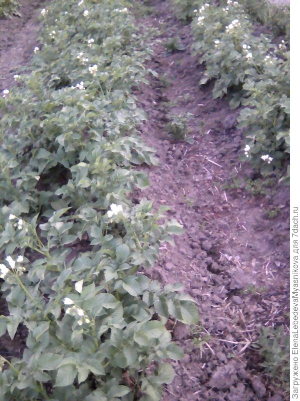 Ну и куда же без картофеля.Сажают сдвоенным боровском с широкими промежутками, чтоб меньше окучивать