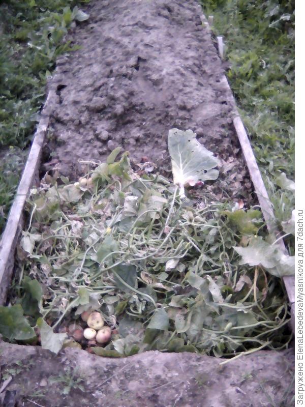 Сходила, сфоткала.кидаю туда все отходы, закапывают и заполняю следующую яму..
