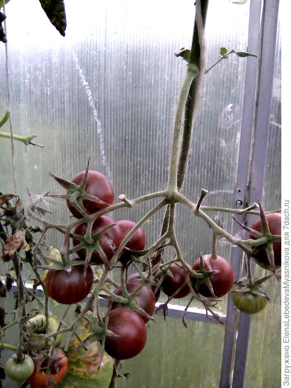 Шоколадные черри