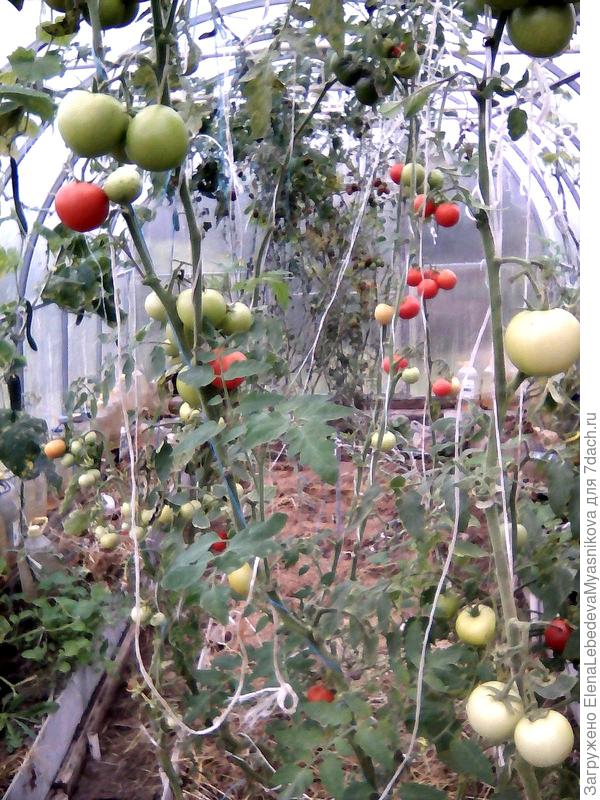 Остатки огурцов и томатов