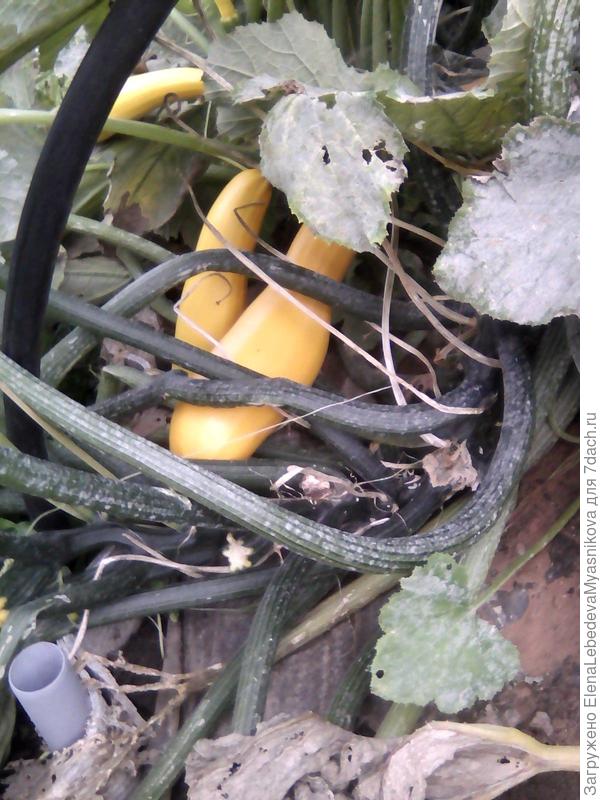 Остатки кабачков