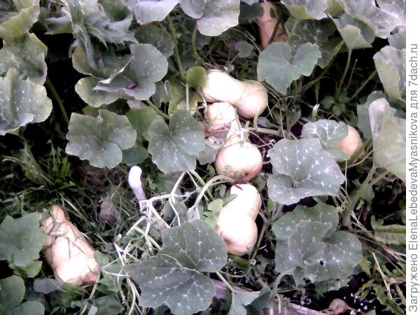 Тыква Матильда