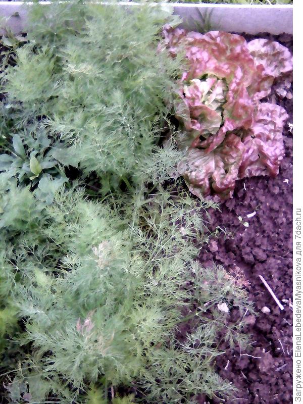 Ароматный укропчик и последний кочан салата