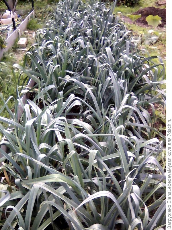 А вот лук Порей заморозков не боится, будет расти до начала октября