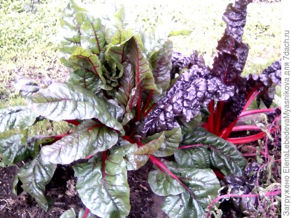 Солнечный мангольд