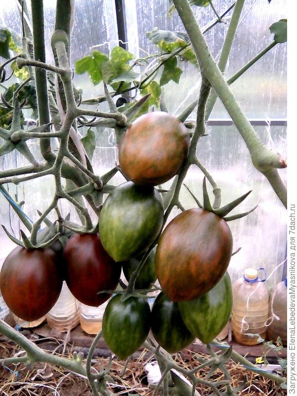 Сливка Криспина Плюм