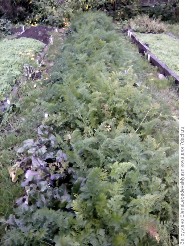 Два ряда моркови раскинулись на всем простоте после уборки лука, который рос по краям грядки