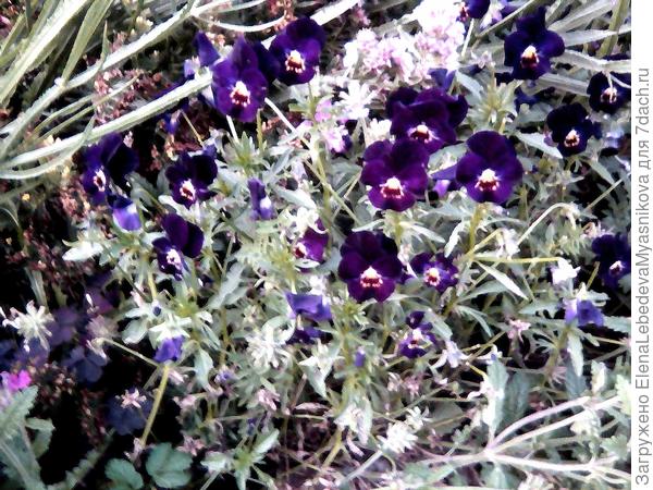 Виолы не унывают