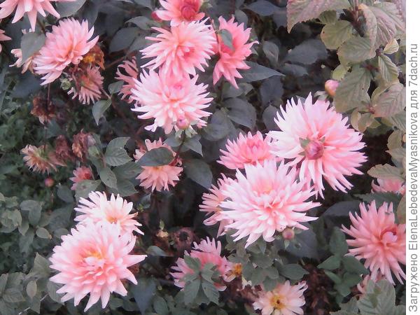 Обычно георгины уже выкопаны