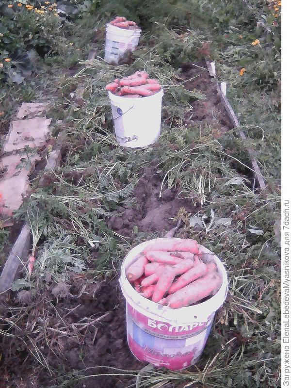 Сажаю несколько сортов,но обязательно Нандрин F, морковь ровная, сердцевина маленькая,цвет насышенный.Мне очень нравиться.