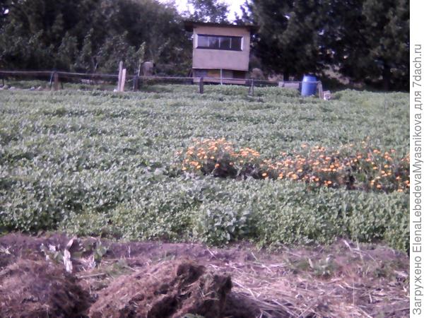 Картофельник