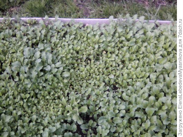 Не под скажите, почему горчица местами очень мелкая и желтоватая?