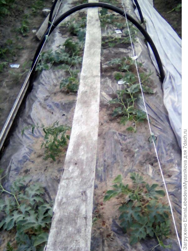 Вокруг арбузов прорези в пленке засыпаны песком