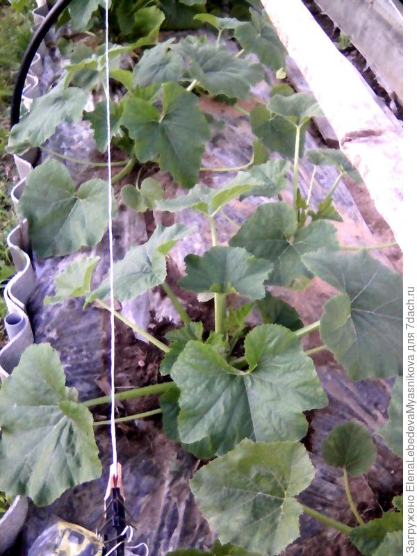 Кабачки на пленке