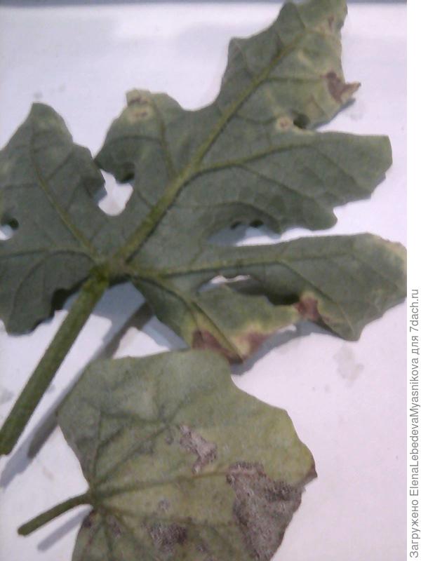 А на этом листе другое заболевание- бактериоз?