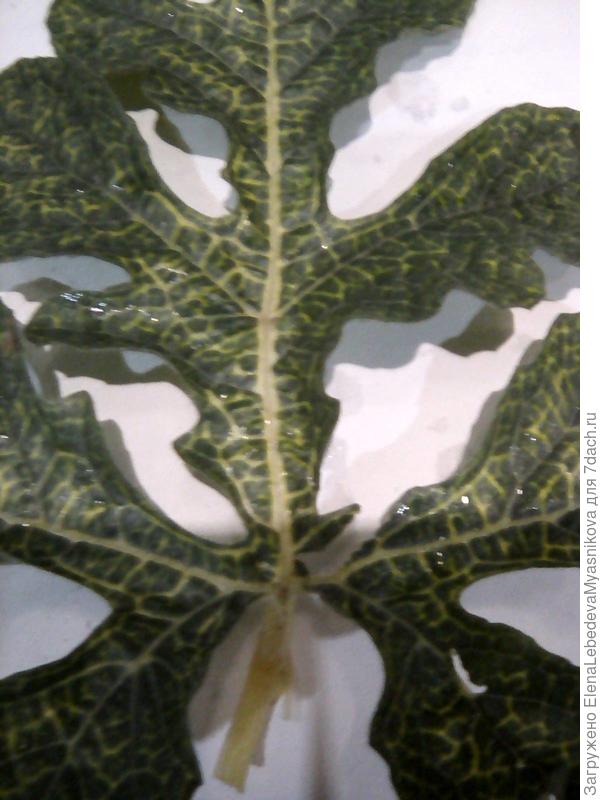 Листья пораженных арбузов