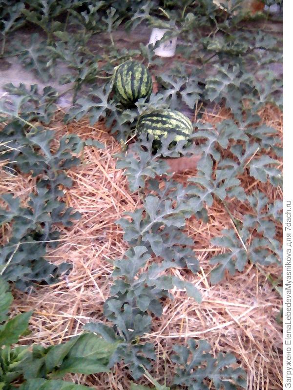 Фото от 4 июля, сейчас уже килограмм на 7