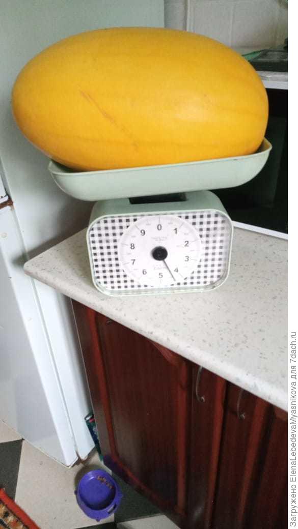 Арбуз Фен Пай.