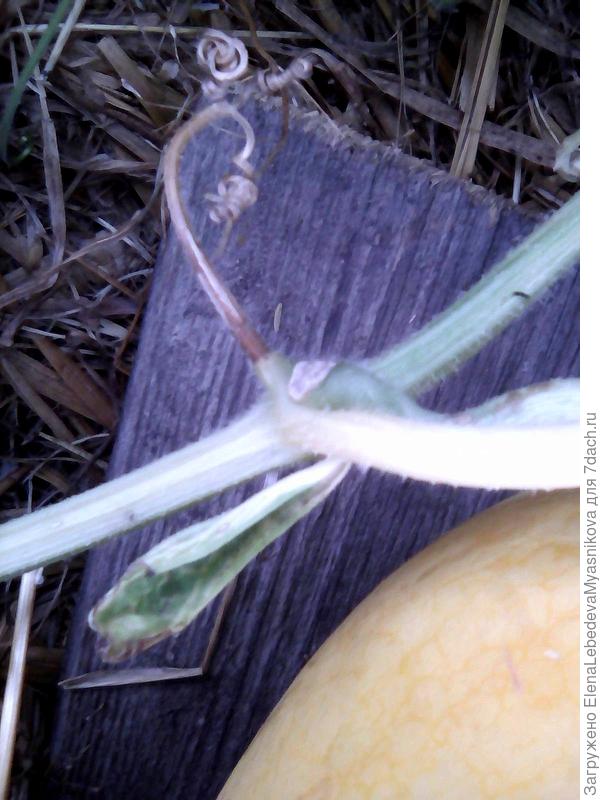 Усик и лопаточка