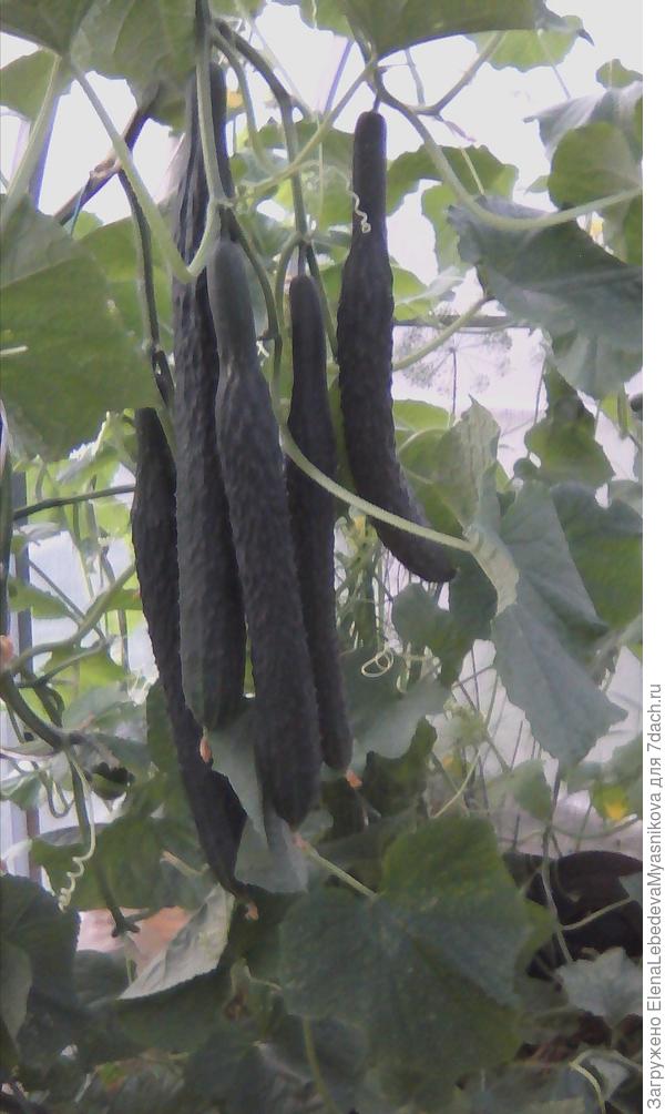 Изумрудный поток