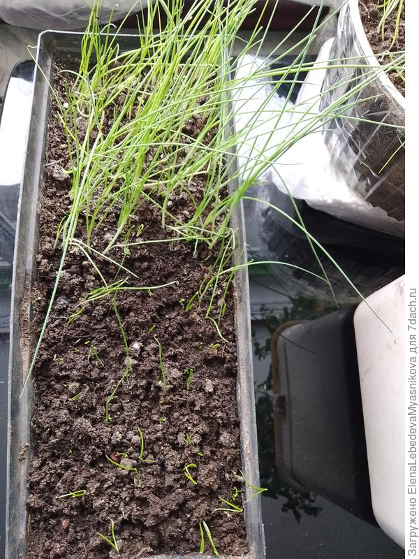 Два сорта лука порея.Один уже второй раз стричь пора, а Хобот слона от Аэлиты только всходит.