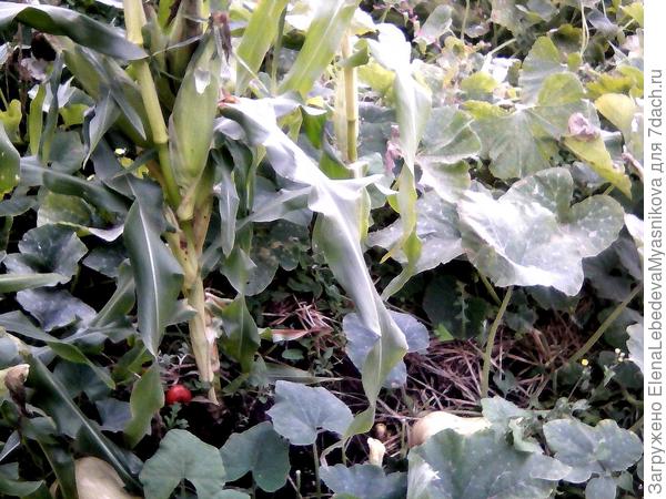 Внизу тыква, они хорошо ладят.