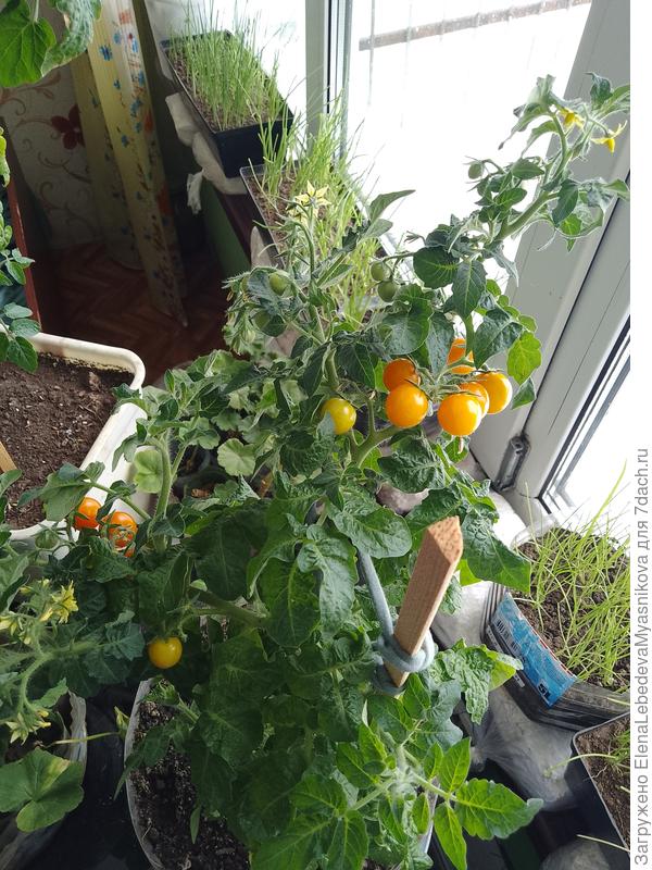 На один зубок.