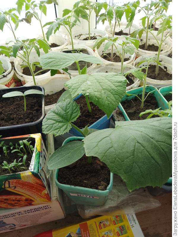 Катя, я сеяла сухими 30 марта, в выходные перевалю в  литровые, а потом надеюсь в теплицу, на первый урожай.Я сажаю по два огурца, через неделю, погода непредсказуемая, какие нибудь будут годны к высадке.Может вам посадить ещё несколько штук на всякий случай, ещё не поздно?