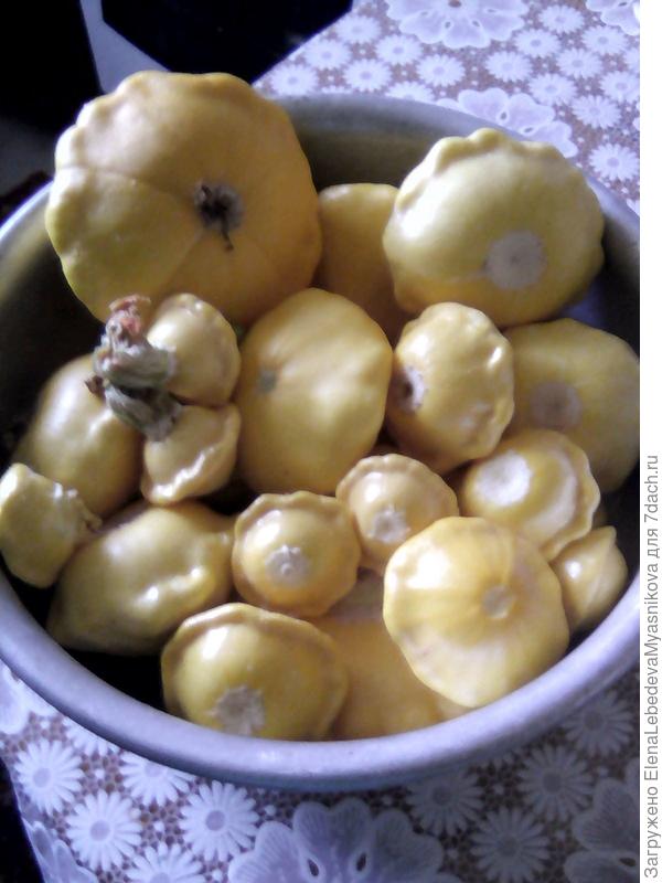 Сорт Грошик,очень много мелких плодов для маринования. Самый крупный с чайное блюдце, кожица твердой не бывает. Очень понравились.