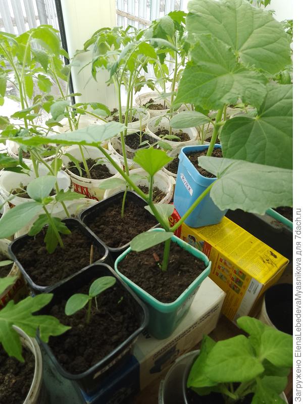 Два уже большие, у трёх только первый лист пошел.Завтра ещё три посажу.Потом выберу самые удачные по развитию, их и пересажу