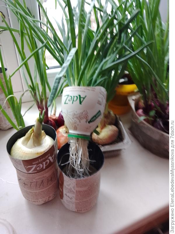 Попробовала сажать в воду, в обрезанную бутылку, с широким горлышком.В воде растет хорошо и никаких мошек.