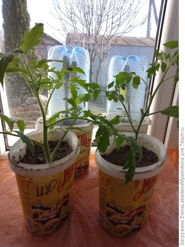 Обрезанный томат, дал два пасынка, а рядом укорененная верхушка.