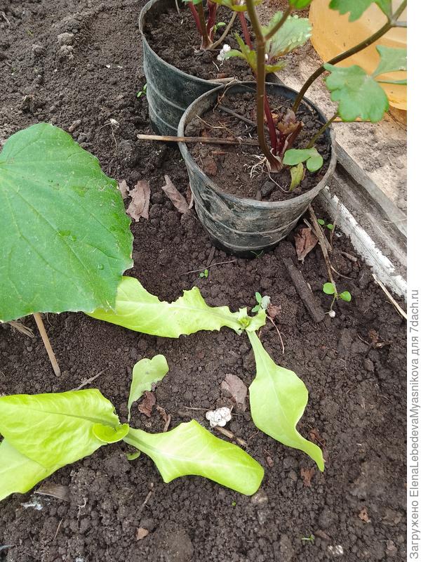 Ещё один надкусанный.