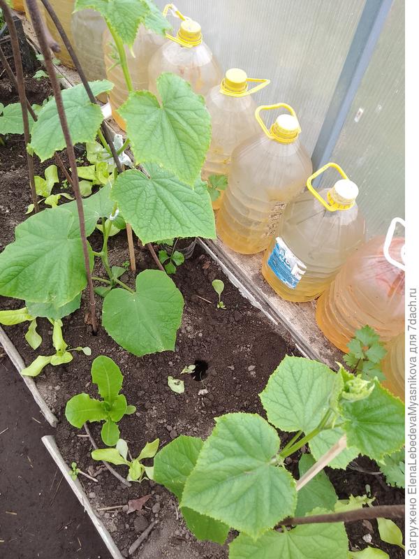 Ход у него наверно как раз под огурцом