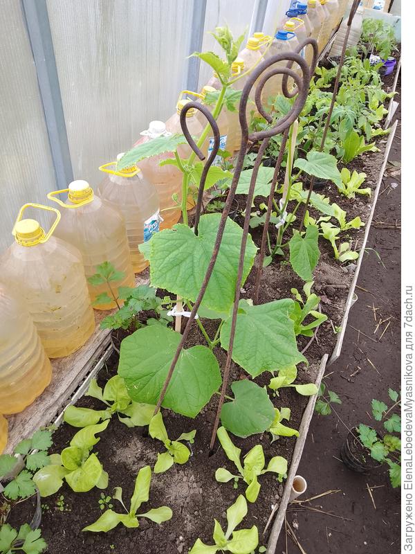 Огурец Кураж и Изумрудный поток