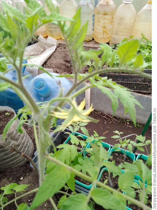 Батяня завязывает первую кисть