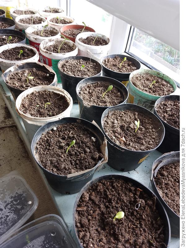 Вся рассада переехала в теплицу и свое законное место на подоконнике заняли арбузы с дынями.