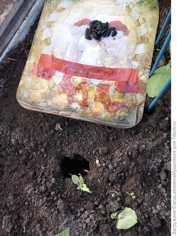 Угощение видимо не понравилось или сервировка