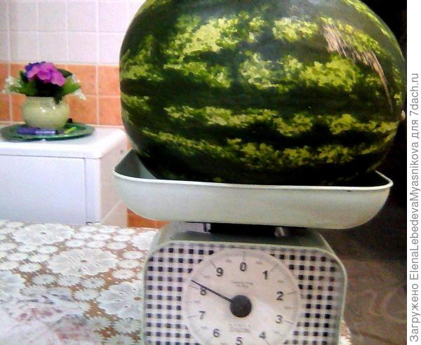 Прошлый год первые пробовали 25 июля