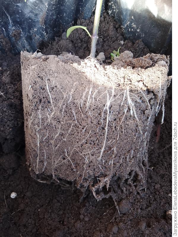 Пересаживала томат из литрового литрового ведерка